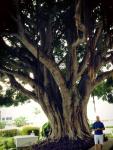 Jared and Banyon&nbsp;Tree