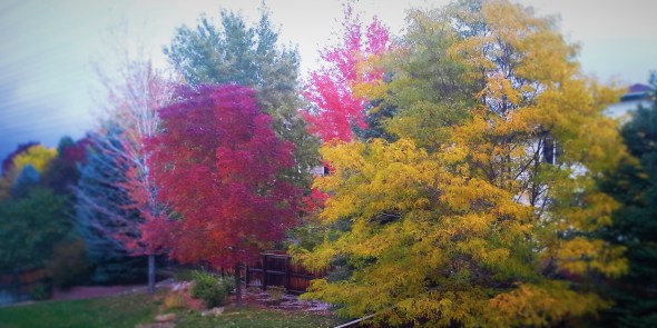 Room with an Autumn View