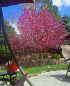 view-from-porch-swing